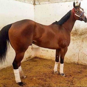 Meet your Posher, Andy